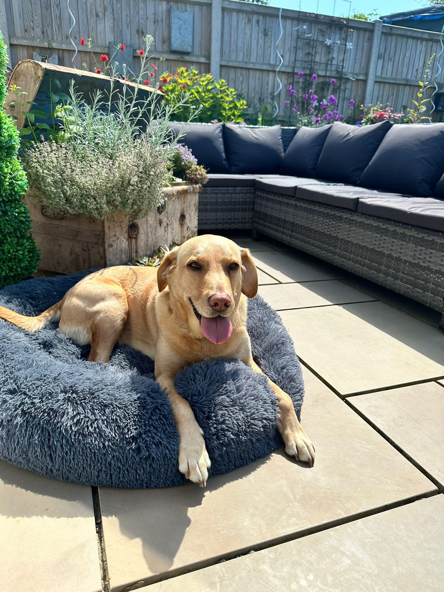 Snooze Doggy Plush Cloud/Donut Calming Dog Bed