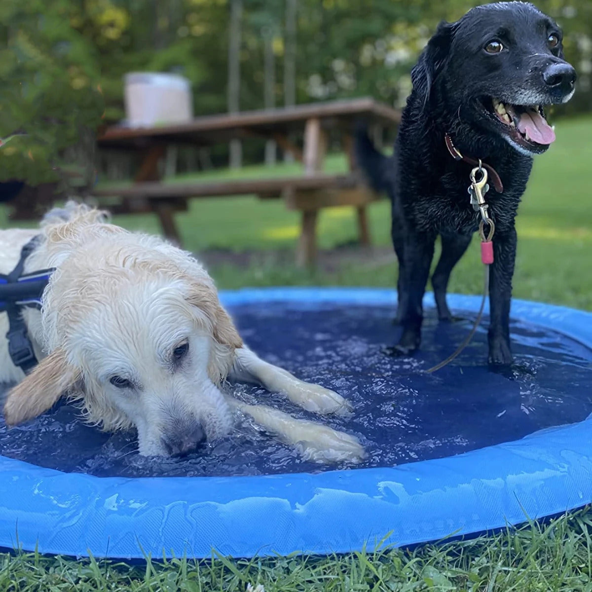 How to Keep Your Dog Cool in the Heat!