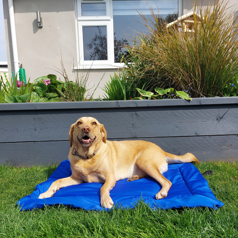Travel Dog Beds - Snooze Doggy