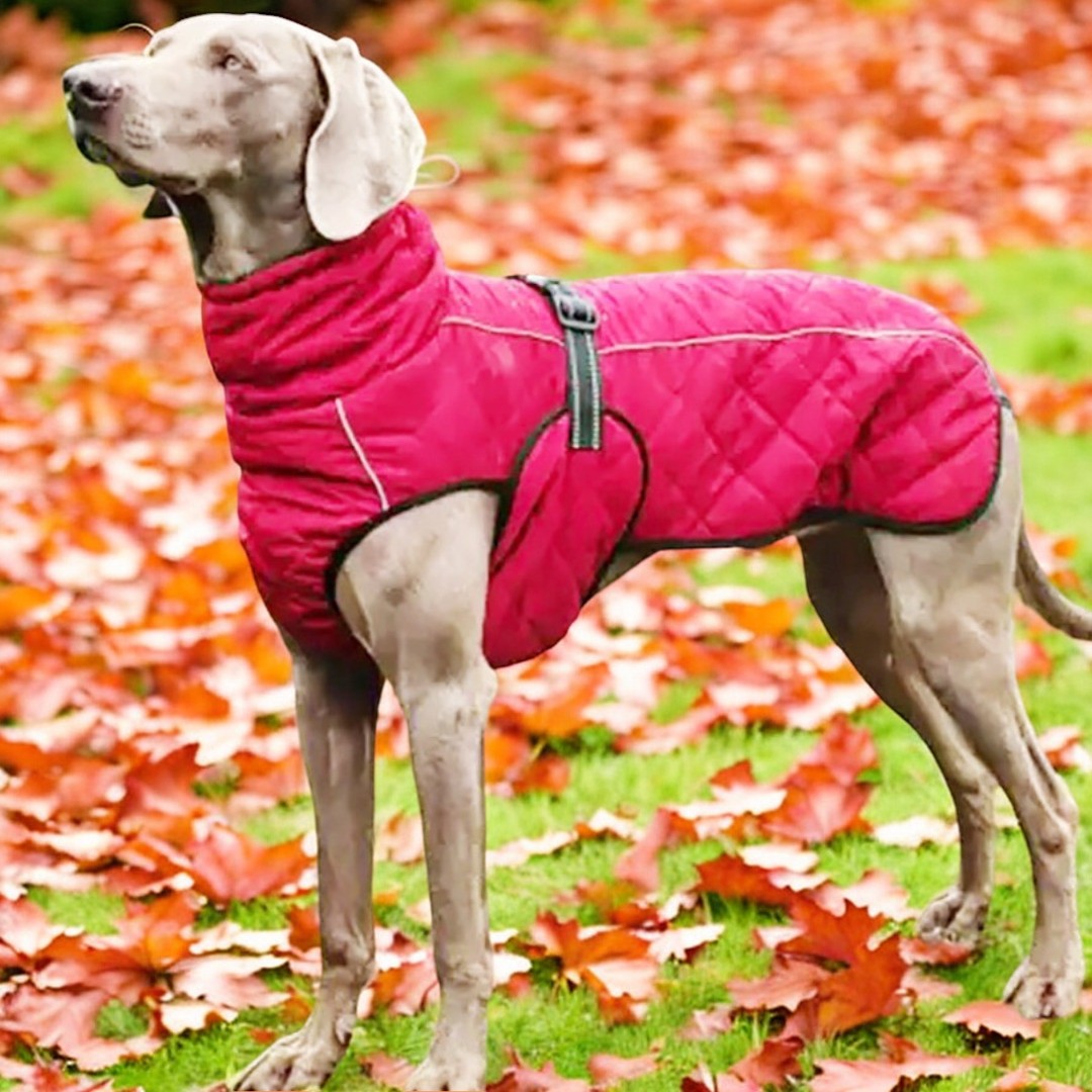 Water Resistant Dog Coat