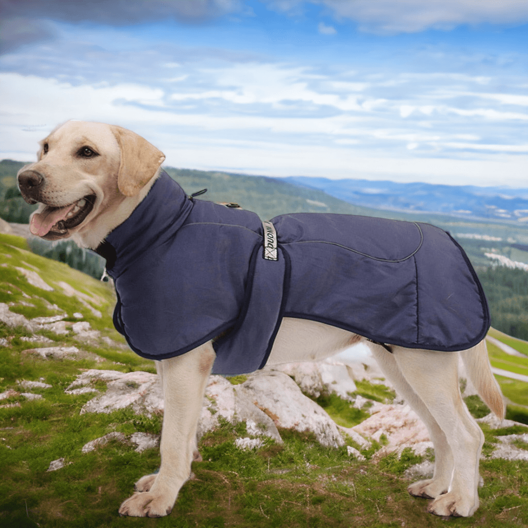 Water resistant 2025 dog jacket